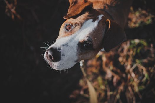 Beautiful dog outdoors in autumn grass looks up. Portrait of staffordshire terrier mutt looking at camera in sunset among brown grass