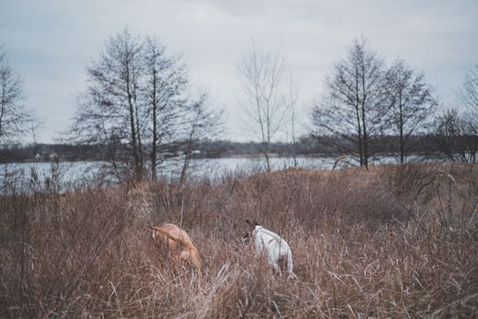 Two dogs search something in the field grasses. Adventure dogs, letting pets freedom outdoors