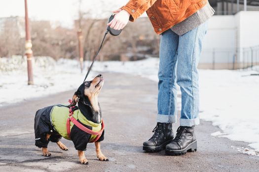 Communicating with a dog on a walk. Dachshund in winter clothes looks at her owner at a dog park