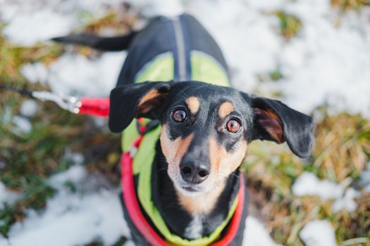 Portrait of a cute dachshund with large ears. Funny dog outdoors, cold season walk