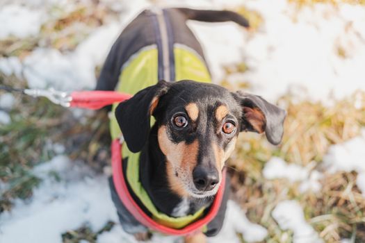 Portrait of a cute dachshund with large ears. Funny dog outdoors, cold season and sunny day