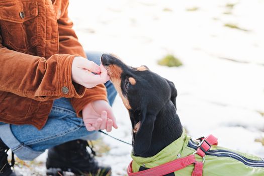 Dog owner interacting with her pet dog at a walk. Spending time with pets concept