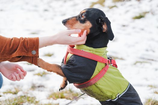 Cute dachshund at a walk in park. Portrait of a dog in raincoat outdoors in winter or early spring
