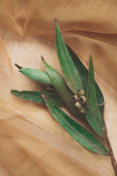 Leaves of Eucalyptus in abstract fishnet background. Calm and natural picture of box (peppermint) plant