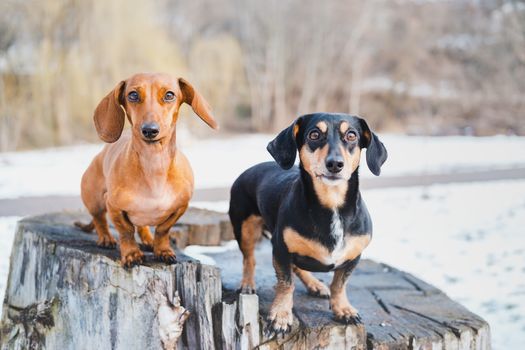 Two cute dachshund dogs outdoors. Portrait of lovely dogs at a park in cold winter season