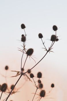 Beautiful still life against the sun. Dry field flowers silhouette against the sunny sky