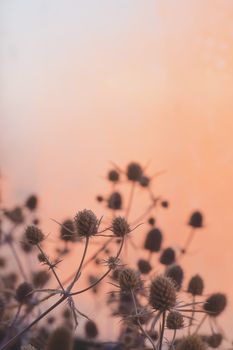 Beautiful still life against the gradient sunny background. Dry field flowers in tender pastel backdrop