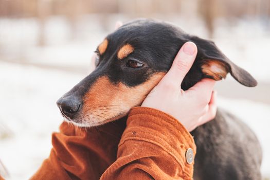 Portrait of a dachshund in human hands. Loving pets concept: human hands hold a cute puppy