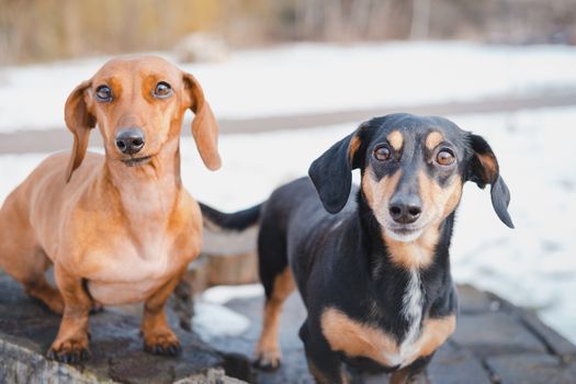 Two cute dachshund dogs outdoors. Portrait of lovely dogs at a park in cold winter season