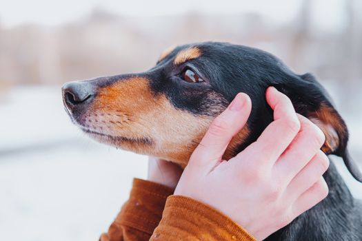 Portrait of a dachshund in human hands. Loving pets concept: human hands hold a cute puppy