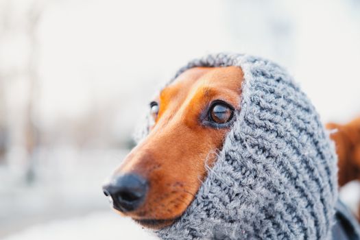 Funny dachshund portrait in a knit scarf. Dressing up dogs at cold season concept: a face of a puppy in warm wool clothes