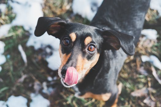 Portrait of a funny dachshund with large ears and tongue. Dog licking its nose, close-up portrait with selective focus