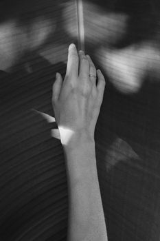 Loving nature concept: female hand on a large tropical leaf, monochrome tones. Girls and plants: woman holds her bare arm on a beautiful sunlit leaf