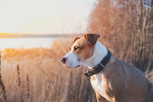 Portrait of a dog in the evening sun outdoors. Hiking pets, active dogs: staffordshire terrier mutt sits by the water on sunset