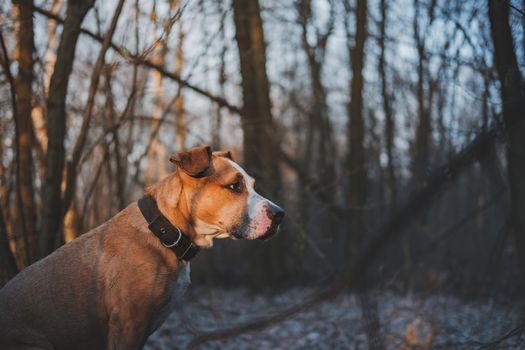 Hiking dog in the forest in the evening sun. Active pets, trekking with dogs: staffordshire terrier sits in the forest at sunset