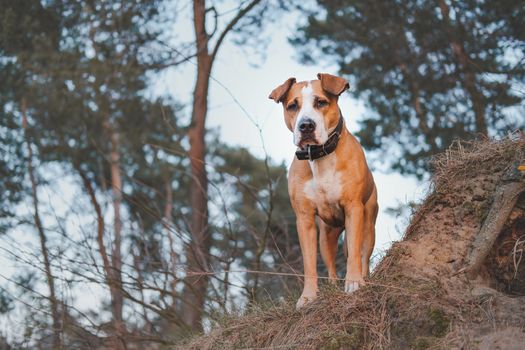 Hero shot of a staffordshire terrier mutt in the nature. Active pets, hiking with dogs: beautiful grown up dog stands in the forest