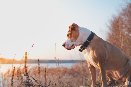 Lovely dog by the lake looks at sunset. Hiking pets, active dogs: staffordshire terrier mutt sits by the water on sunset