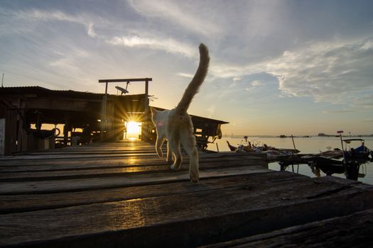 Cat walk towards sunrise at wooden bridge.