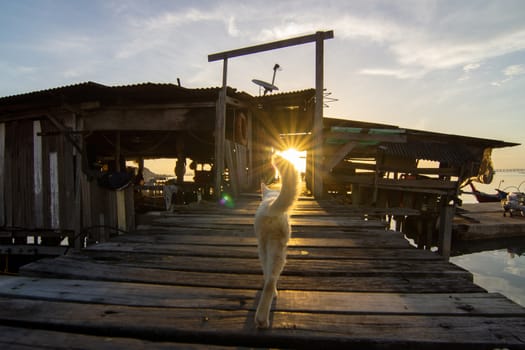 Cat walk at wooden bridge near fisherman jetty at Jelutong, Penang.