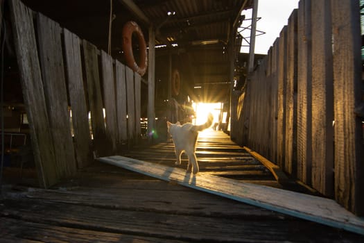 Can walking on the wooden fisherman jetty at Jelutong, Penang.