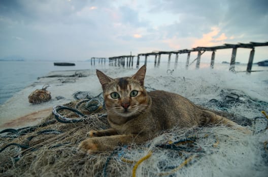 Cute cat sit near the fishing net with broken bridge at back.