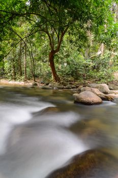 Slow motion water flow at Sungai Sedim rainforest.