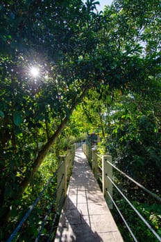 Early morning at the wooden bridge of Air Hitam Dalam Educational Forest at Penang, Malaysia.