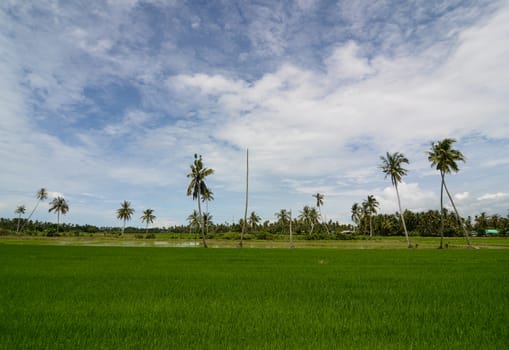 Coconut tree at paddy field under white cloud blue sky.