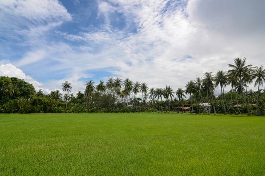 Rice paddy field with coconut trees as background under hot blue sun.