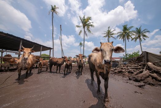 Rural landscape of cows under bright blue sky.