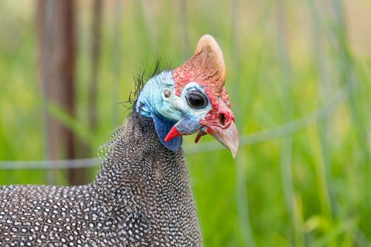 Close-up of the face of a helmeted guineafowl, Numida meleagris