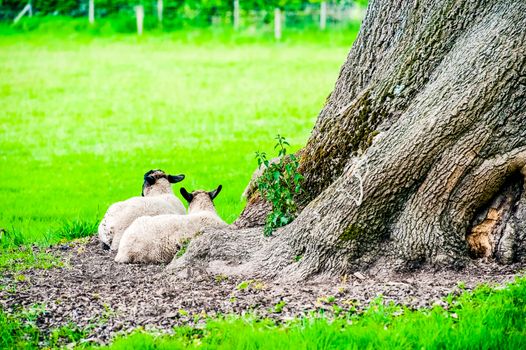 sheep and lambs in a field with trees in the summer