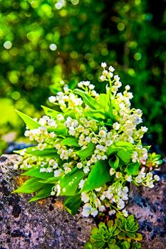 bouquet of lily of the valley on a moss covered wall UK