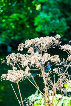 Seed Heads of the hemlock plant with cobwebs UK
