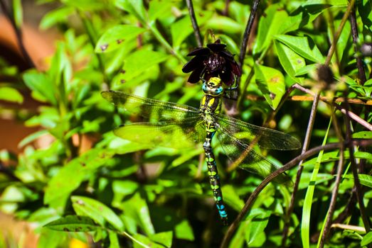 A green and black dragonfly is perching on a green leaf UK