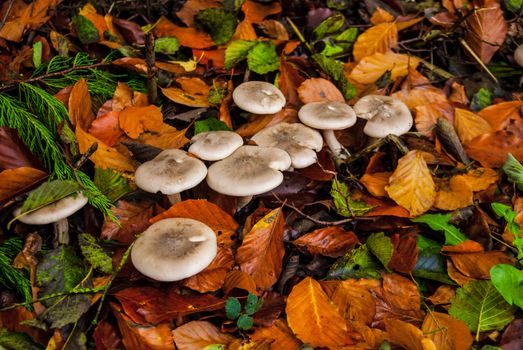 wild fungus that grows in leaf mould UK