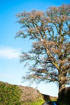 photo of a oak tree top shot from below with blue sky UK