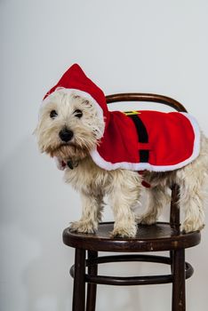 White terrier dog dressed wearing santa suit UK