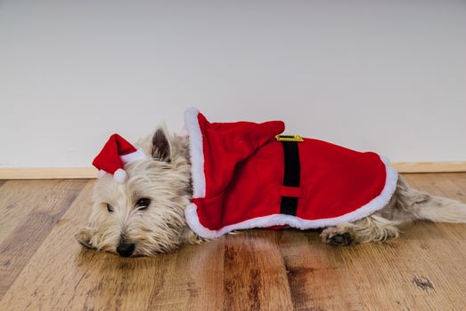 White terrier dog dressed wearing santa suit UK