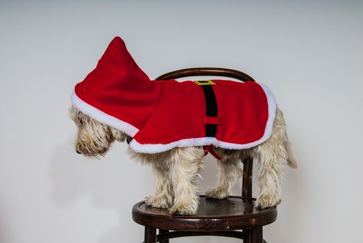 White terrier dog dressed wearing santa suit UK