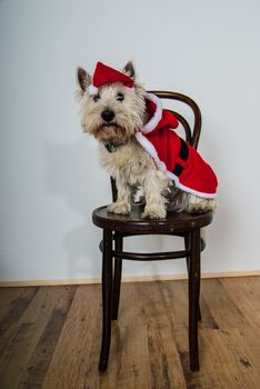 White terrier dog dressed wearing santa suit UK