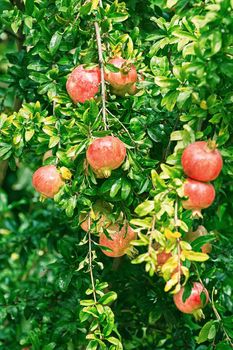 Two Mature Pomegranate Fruits on the Tree