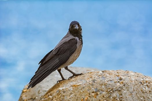 Crow Perched on the Stone, Black Sea, Bulgaria
