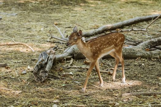 Fawn walking in the forest