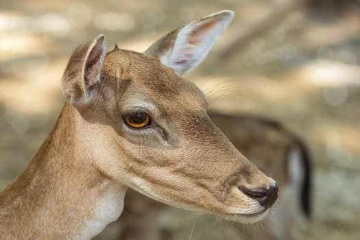 Close up Portrait of a Fawn