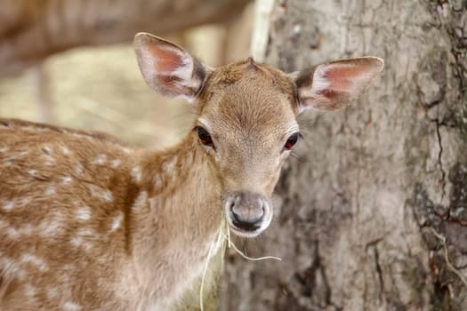 Close up Portrait of a Fawn