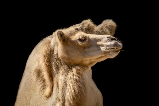 Portrait of Camel against the Dark Background