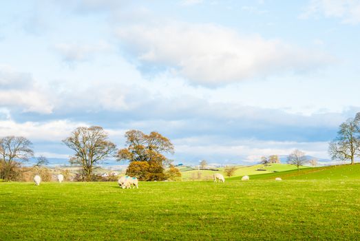 a big open bit of grassy countryside landscape with trees in the distance UK