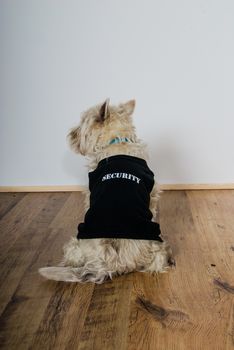 west highland white terrier dog wearing black security coat UK