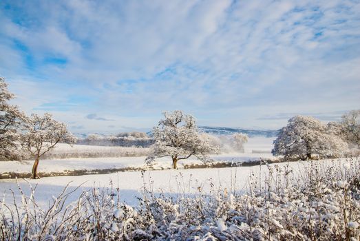 a simple background landscape with snow covered fields and distant trees half obscured by mist UK